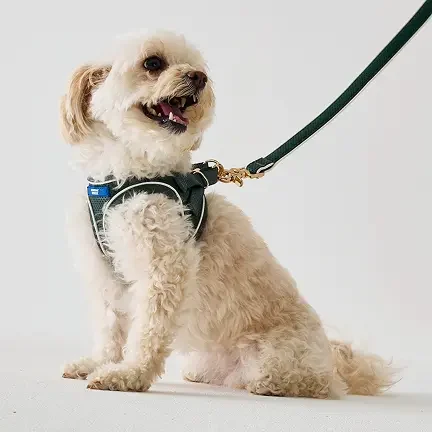 hooray-house-dog-collar-leash-harness